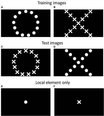 Do cows see the forest or the trees? A preliminary investigation of attentional scope as a potential indicator of emotional state in dairy cows housed with their calves